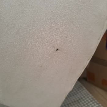 Nice Home Koltuk Teslimatında Yaşanan Sorunlar Ve Hasarlı Ürünler