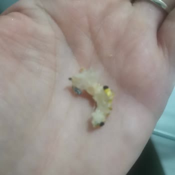 Funny Gıda Gronala İçinden Plastik Çıktı!