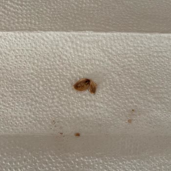 Musko Erciyes Musko Lokumun İçinden Kıl Çıktı