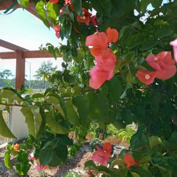 Antalya Büyükşehir Belediyesi Mezarlıklardan Ne İstediniz