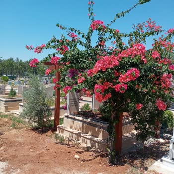 Antalya Büyükşehir Belediyesi Mezarlıklardan Ne İstediniz