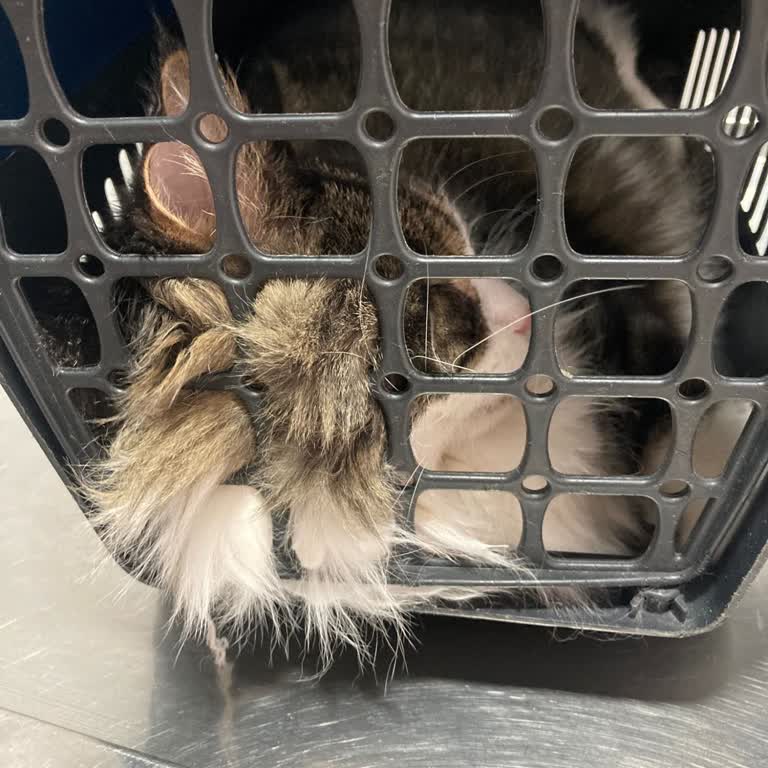 Animal Love Veteriner Kliniği (Ankara) Ovacık Animal Love Çalışan Saygısızlığı Ve Şişirilmiş Fiyatlar