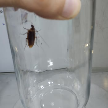Hepsiburada SKT Yakin Tarihli Mama Ve Kargoda Böcek Şüphesi