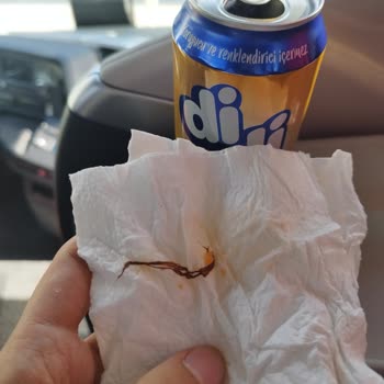 Çaykur Didi İçinden Çıkan Pislik