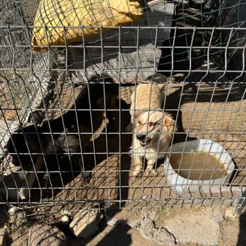 Ali's Farm Boutique Hotel'in Sahibi Çok Kaba!