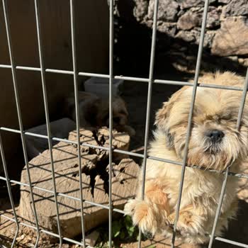 Ali's Farm Boutique Hotel'in Sahibi Çok Kaba!