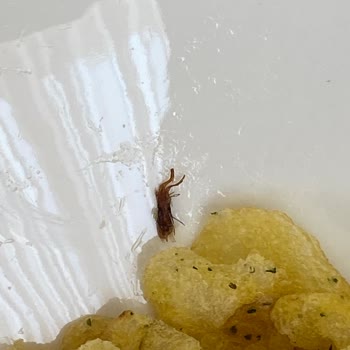 Lays Markalı Üründe Böcek Şoku: Denetimsizlik İhmalkarlığı
