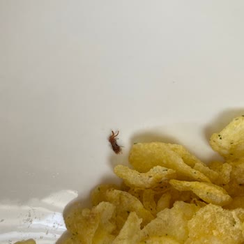Lays Markalı Üründe Böcek Şoku: Denetimsizlik İhmalkarlığı