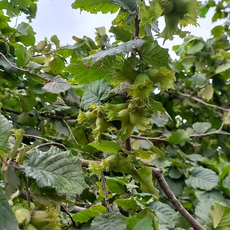 TEDAŞ Şikayetçiyim Fındık Bahçeme İzinsiz Elektrik Direği Dikildi.