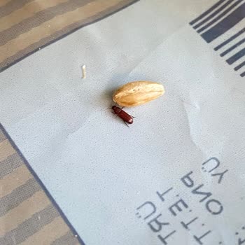 Tarım Kredi Kooperatif Market Buğdaydan Böcek Çıktı!