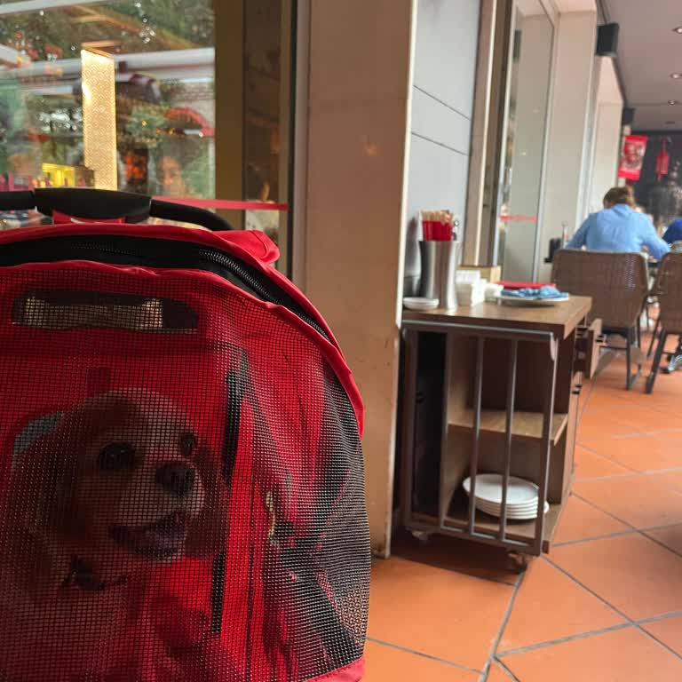 Quick China Lokantasının Hayvan Sevmeyen Çalışanları