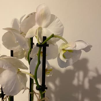 İlgisiz "taze Çiçek" Solmuş Çiçek Gönderdi