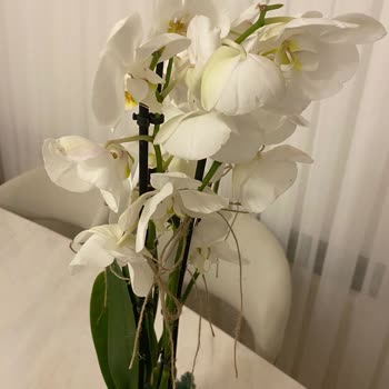 İlgisiz "taze Çiçek" Solmuş Çiçek Gönderdi