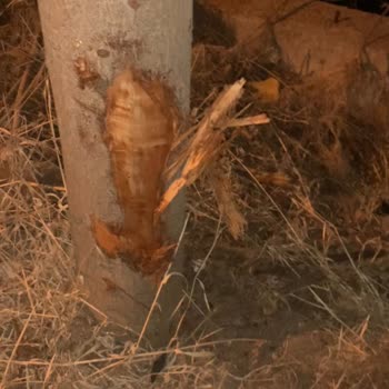 Türkiye Sigorta A. Ş. Kasko Hasarımı Karşılamıyor.