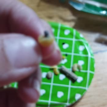 Dinçer Gıda Yeşil Fasulyede Böcek Sorunu