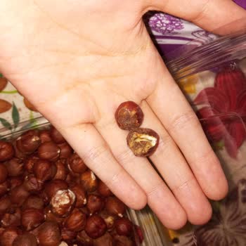 Bilvanis Kuruyemiş Kurtlu Badem Ve Çürük Fındıklar