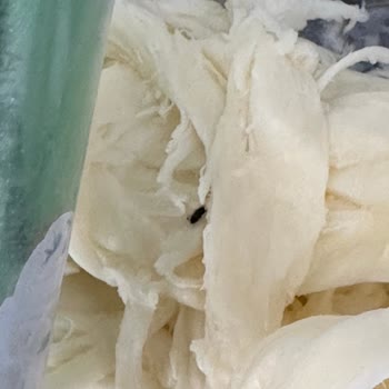 Güneşoğlu Süt Gıda Tel Peynirin İçinden Böcek Çıktı