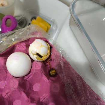 Migros Bozuk Ve Kurtlu Yumurta Kolisi Ayıbı