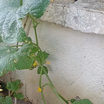 Osmanlı Bahçesinin Çıkmayan Tohumları
