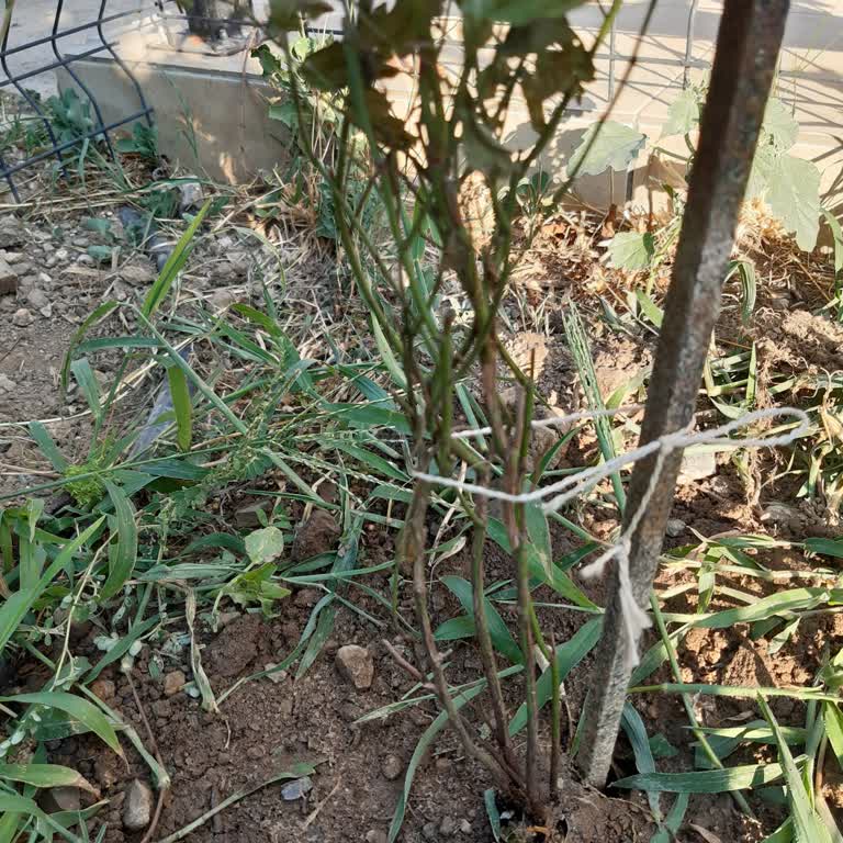 Alz Garden Yanıltıcı Reklamla Ürün Satışı