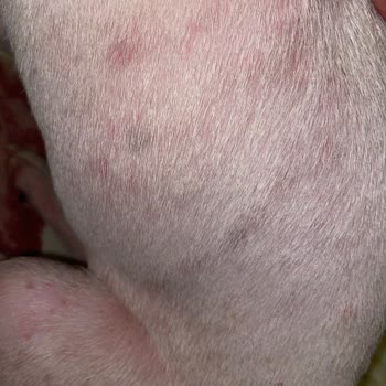 Bueno Beach Club Köpeğimize Saldırıldı