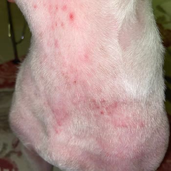 Bueno Beach Club Köpeğimize Saldırıldı