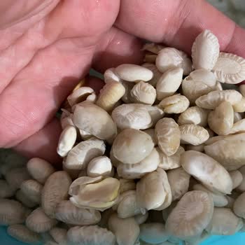 Migros Kuru Fasülye Çok Kötü Çıktı