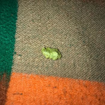 Lays Yoğurtlu Çeşnili Cipsinden Sakız Çıktı