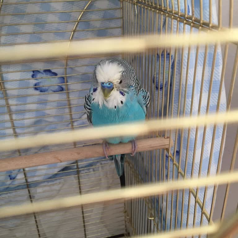 Pethekim Veteriner Kliniği Muhabbet Kuşu Yanlış Teşhis