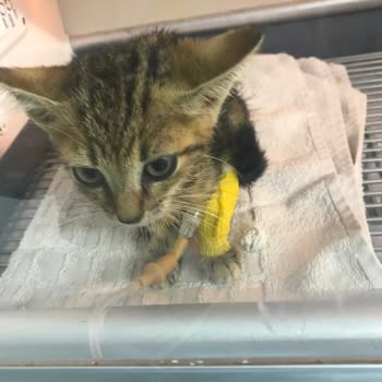 Leylek Vet Sağlıklı Yavru Kediyi Götürdük 3 Saat Sonra Öldüğünü Bildirdi!