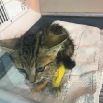 Leylek Vet Sağlıklı Yavru Kediyi Götürdük 3 Saat Sonra Öldüğünü Bildirdi!