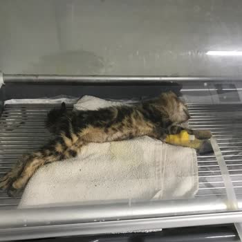 Leylek Vet Sağlıklı Yavru Kediyi Götürdük 3 Saat Sonra Öldüğünü Bildirdi!