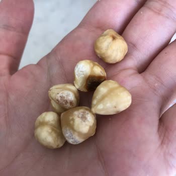 Kalitesiz Fındık: Tadım'dan Beklenmeyen Hayal Kırıklığı