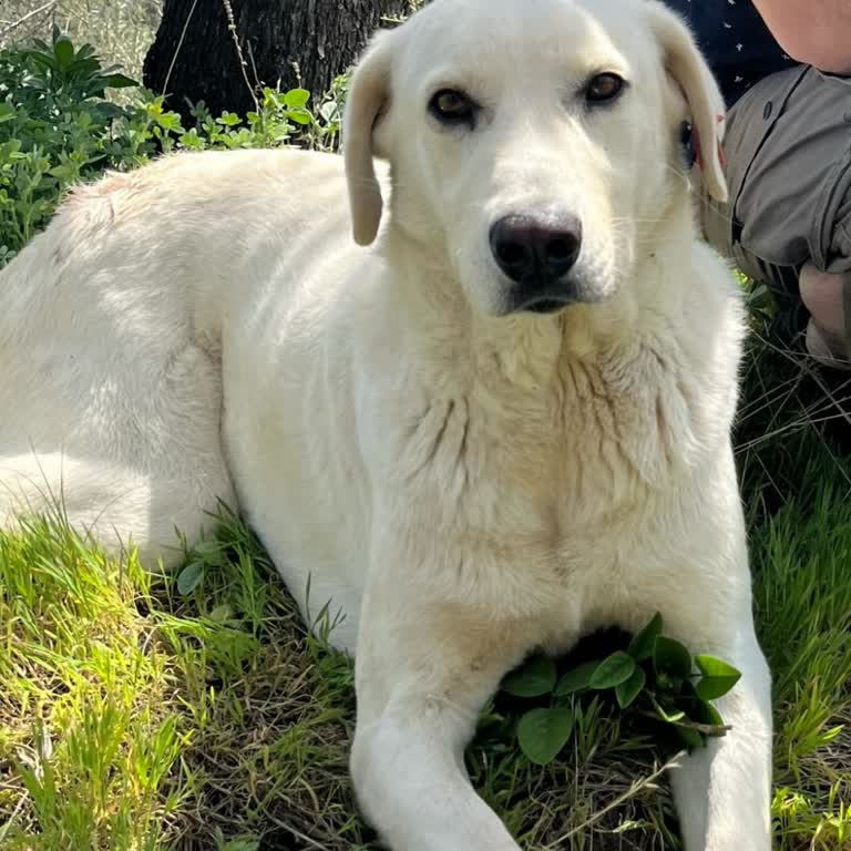 T. C. Cumhurbaşkanlığı Küpeli Köpeğimi Aldılar Geri Getirmediler