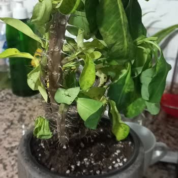 Bitki Dünyam Görseldekinin Asla Aynısı Değil