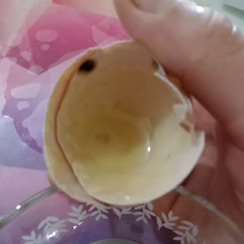 Anadolu Çiftliği Anadolu Çifliği Gezen Tavuk Bozuk Yumurtaları