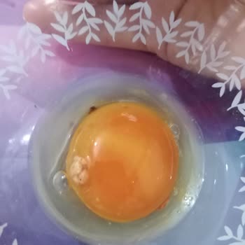 Anadolu Çiftliği Anadolu Çifliği Gezen Tavuk Bozuk Yumurtaları