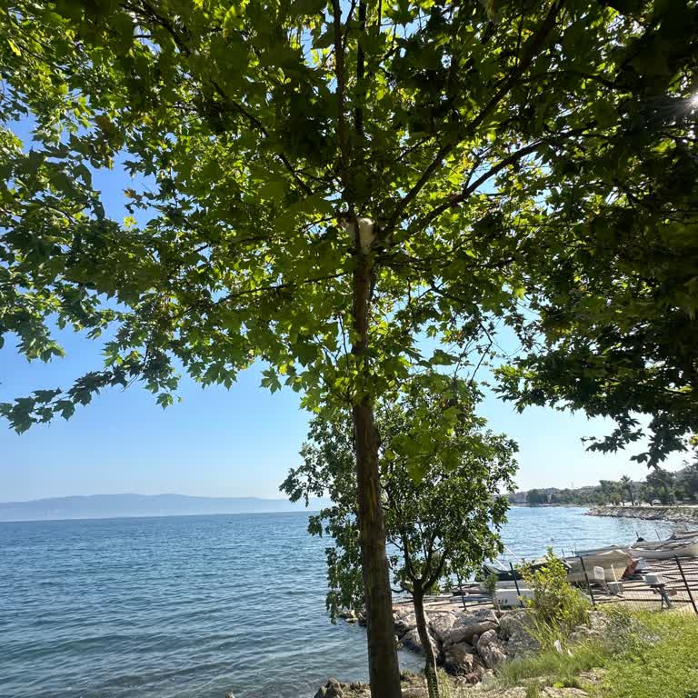 Karamürsel Belediyesi Ağaçta Mahsur Kalan Kedi İçin Kimse Gelmedi