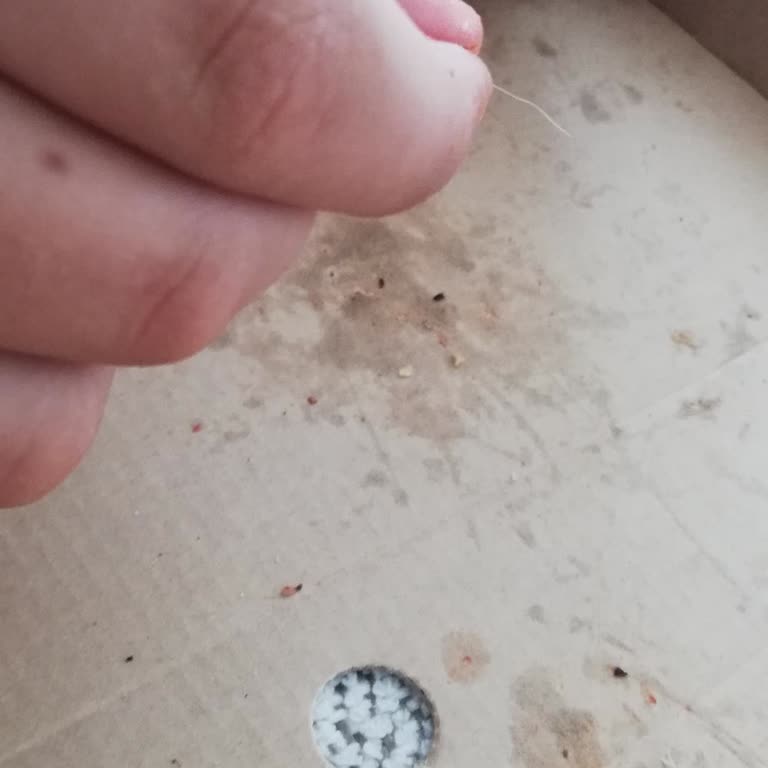 Pizza Hut Pizza İçinden Kıl Çıktı Ve İlgilenmiyorlar
