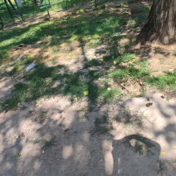 Pamukkale Belediyesi İncilipınar Parkı İçindeki Köpek Yeri