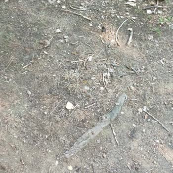 Pamukkale Belediyesi İncilipınar Parkı İçindeki Köpek Yeri