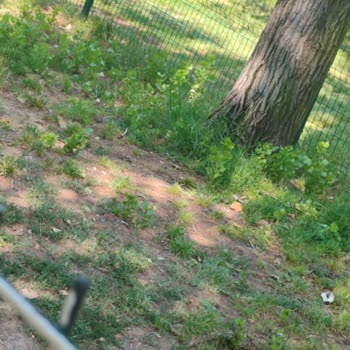 Pamukkale Belediyesi İncilipınar Parkı İçindeki Köpek Yeri