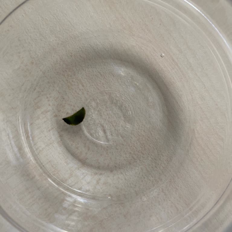 Buzdağı Suyu Temiz Değil