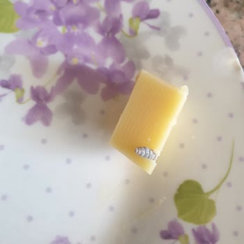 Vurallar Peynircilik Kaşardan Vida Çıktı!