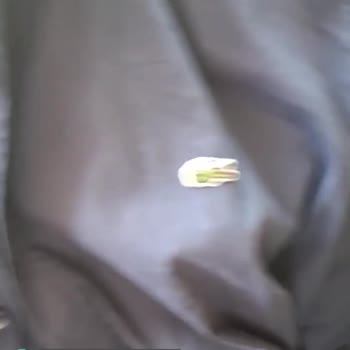 Lacoste Kalitesizliği!