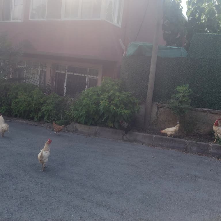 Sarıyer Belediyesi Kireçburnu Sokakta Kümes Hayvanları Yetiştiriciliği