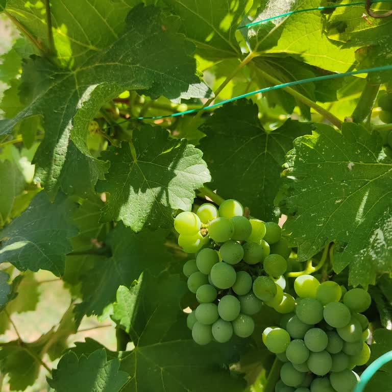 Fidan İstanbul'dan Fidan Almak