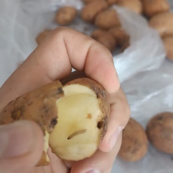 Migros Kurtlu Baby Patates