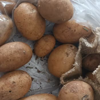 Migros Kurtlu Baby Patates