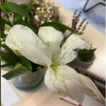 Çiçek Sepeti Canlı Destek Ve Çiçek Sepeti Müşteri Hizmetleri